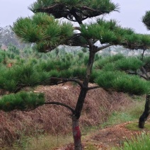 【精品】造型油松各种形态造型油松高矮都有欢迎采购