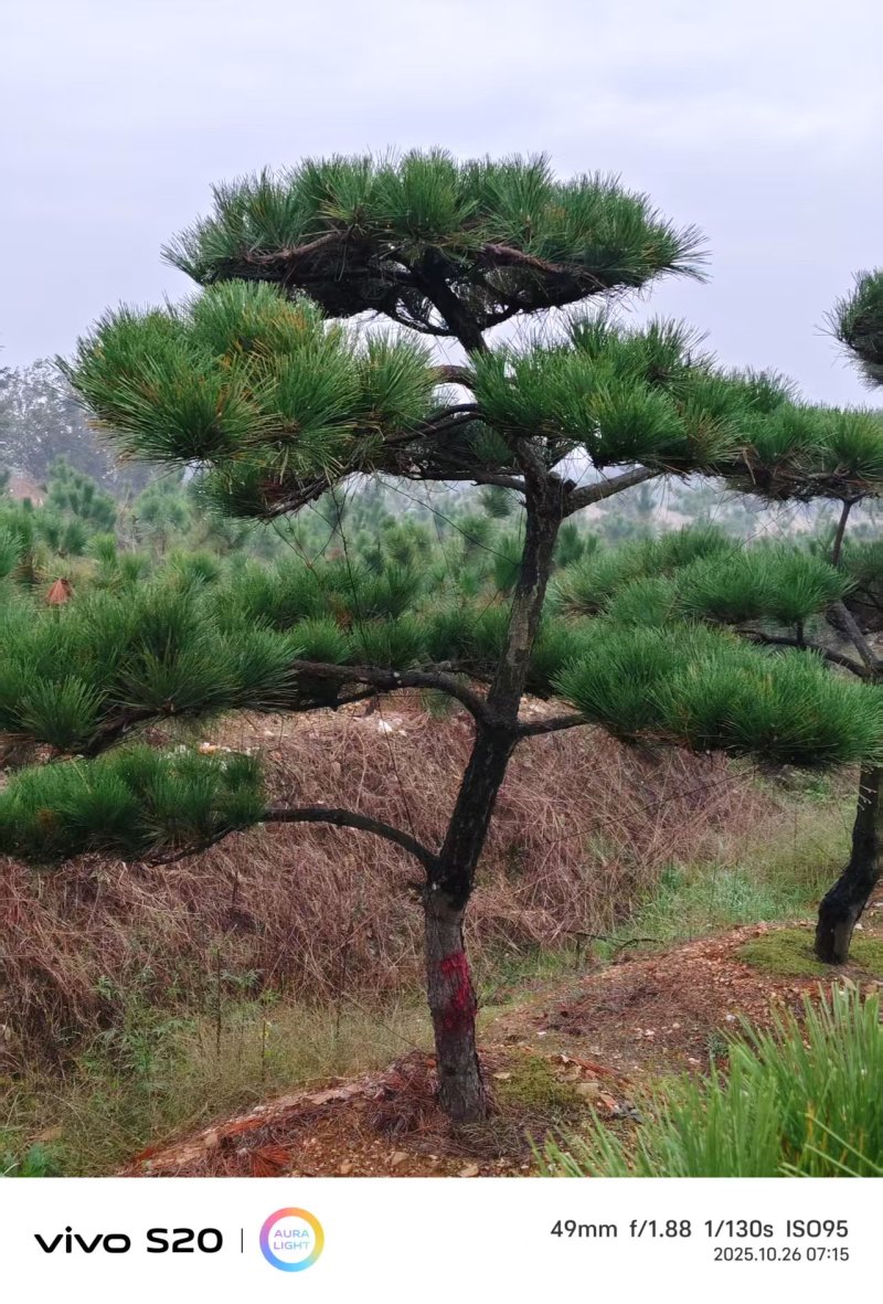 【精品】造型油松各种形态造型油松高矮都有欢迎采购