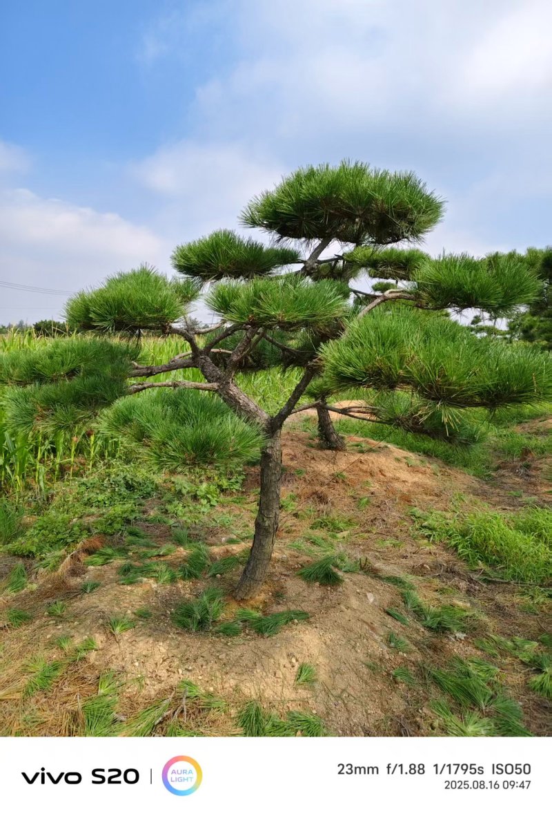 【精品】造型油松各种形态造型油松高矮都有欢迎采购