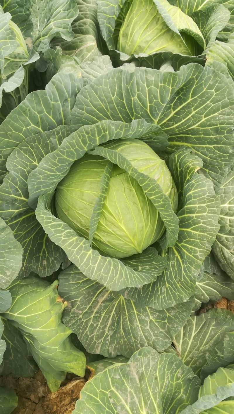 湖北天门产地精品甘蓝扁包菜产地一手货源全国发货