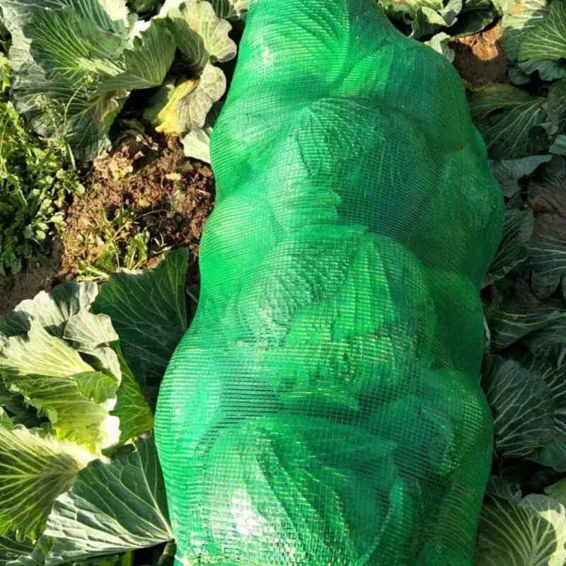 湖北天门产地精品甘蓝扁包菜产地一手货源全国发货