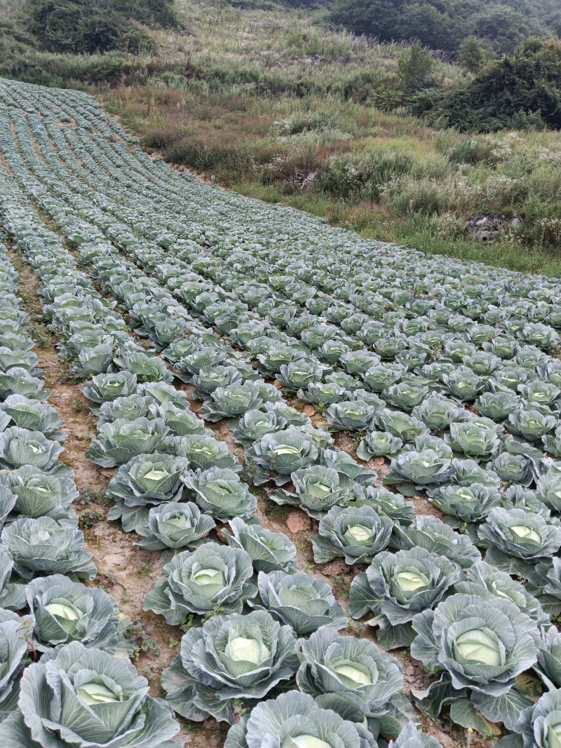 湖北天门产地精品甘蓝扁包菜产地一手货源全国发货