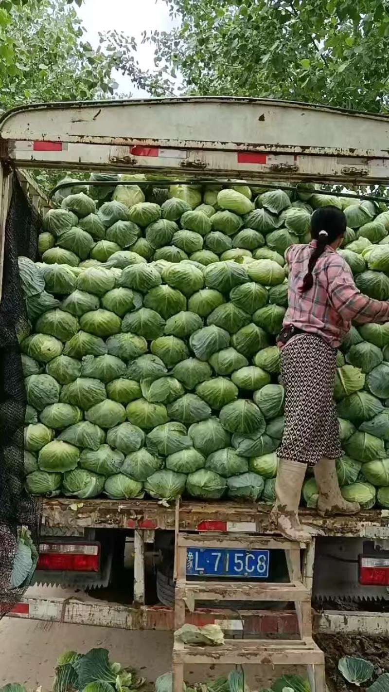 湖北天门产地精品甘蓝扁包菜产地一手货源全国发货