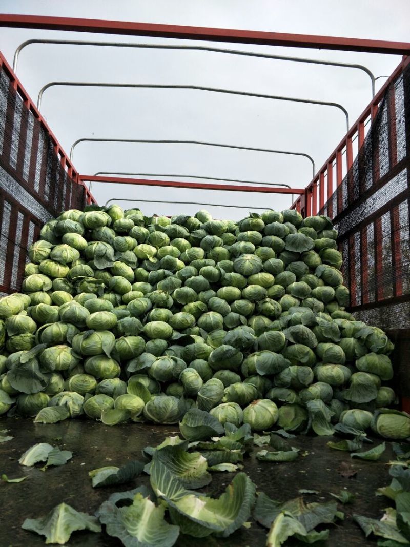 湖北天门产地精品甘蓝扁包菜产地一手货源全国发货