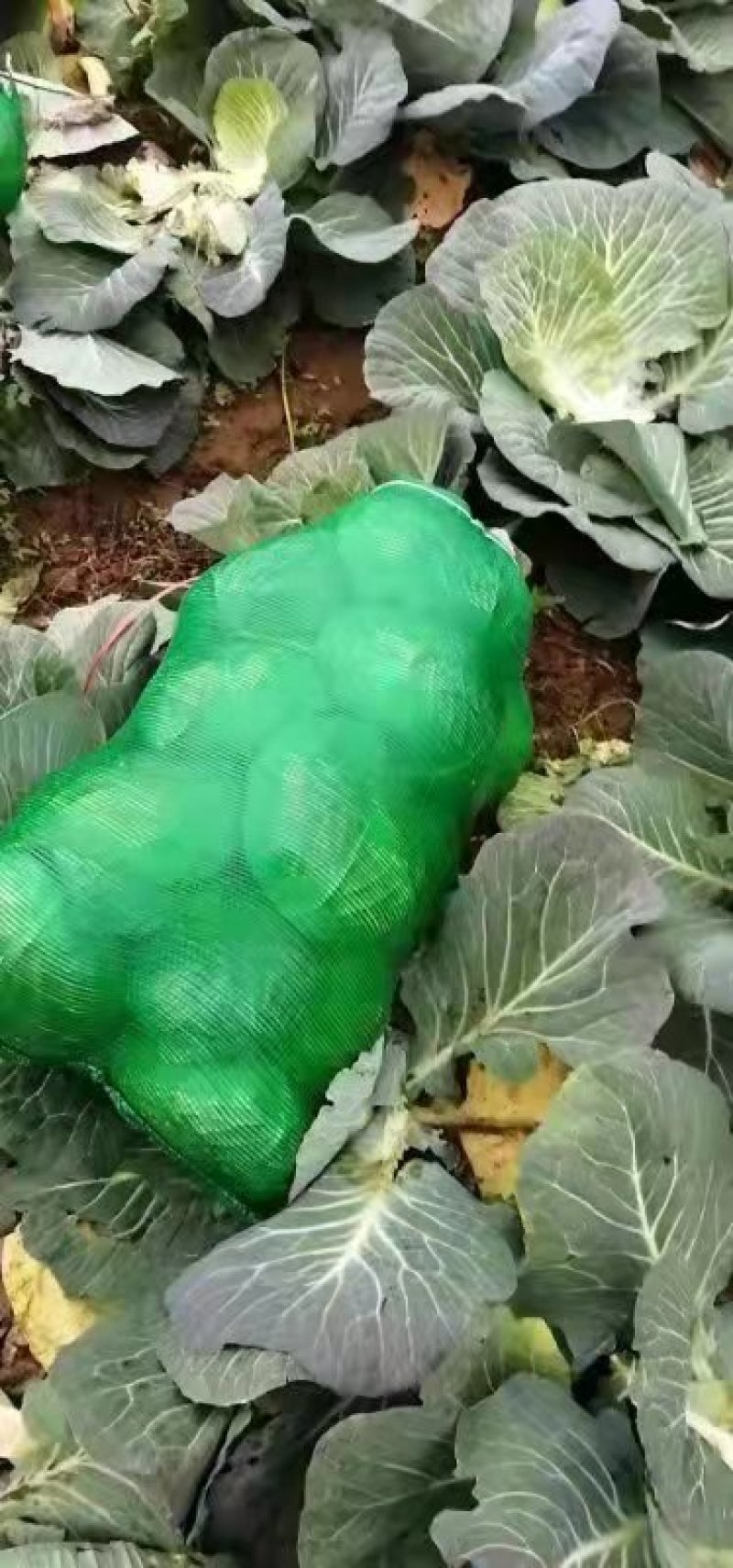 湖北天门产地精品甘蓝扁包菜产地一手货源全国发货