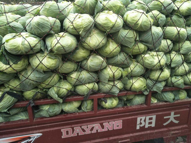 湖北天门产地精品甘蓝扁包菜产地一手货源全国发货