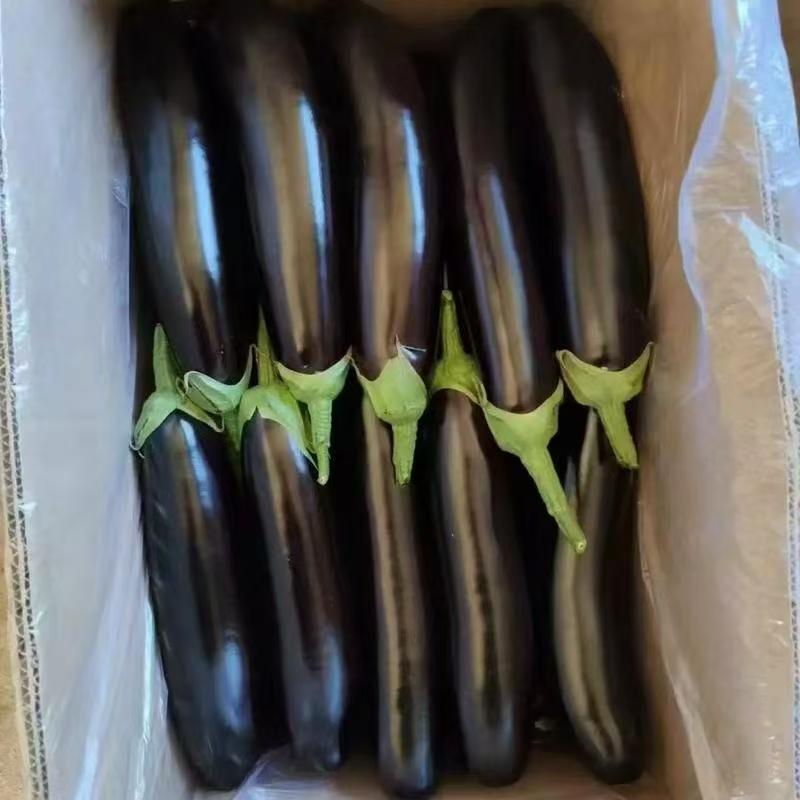 辽宁长茄，新鲜上市，对接市场，商超，电商，一手货源，
