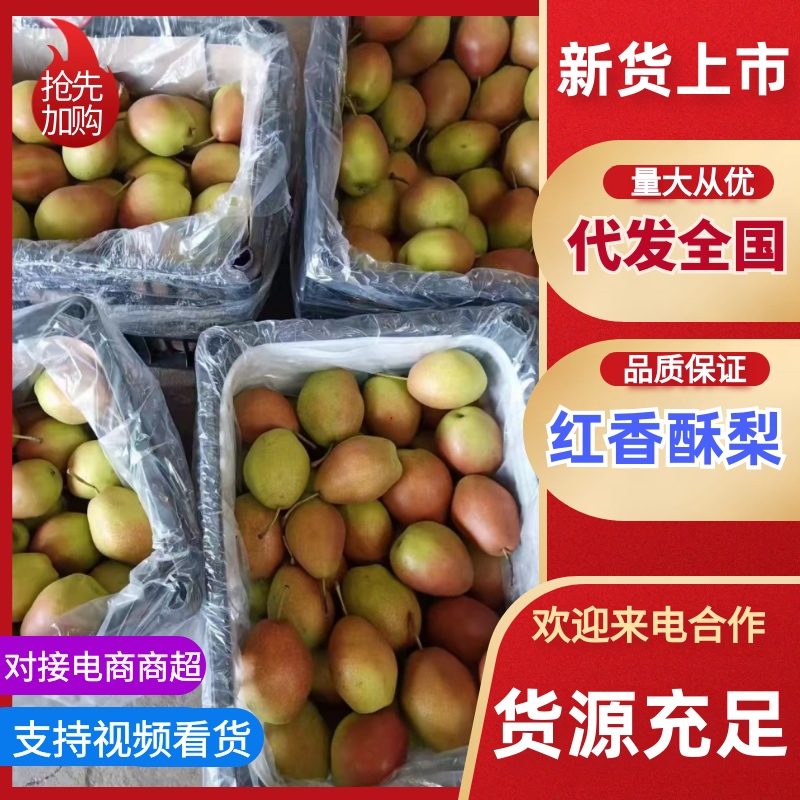 河北红香酥梨/赵县梨/大量供应常年有货/有需要联系