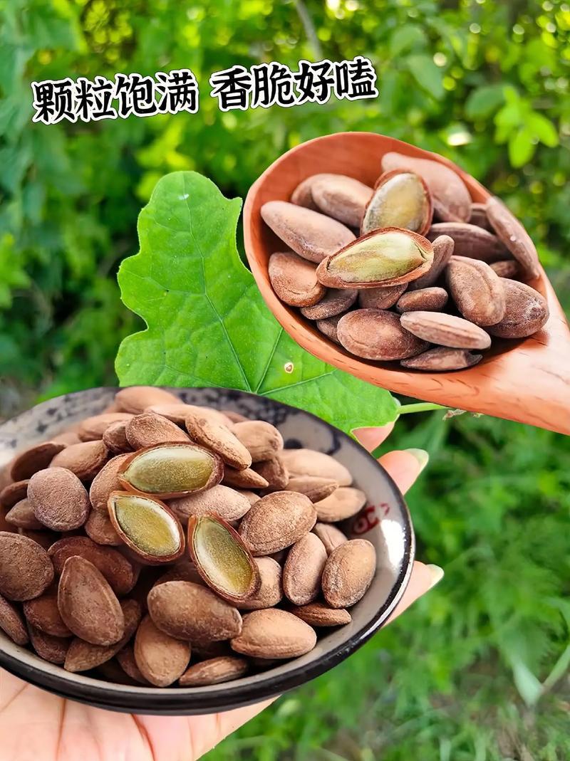 精品瓜蒌籽香脆可口/工厂直发/量大从优/诚信经营欢迎下单