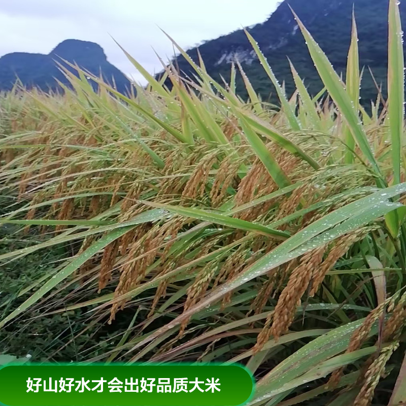 【精品】生态种植米香自然软香丝苗米真空包装10斤