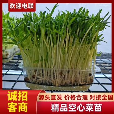 北京精品空心菜苗，诚信经营，量大从优，可视频看货，欢迎选购