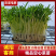 北京精品空心菜苗，诚信经营，量大从优，可视频看货，欢迎选购