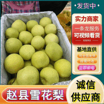《雪花梨》河北赵县产地/现货现发/一手货源/可对接商超