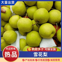 精品雪花梨/现摘现发/产地直供/常年有货/量大从优