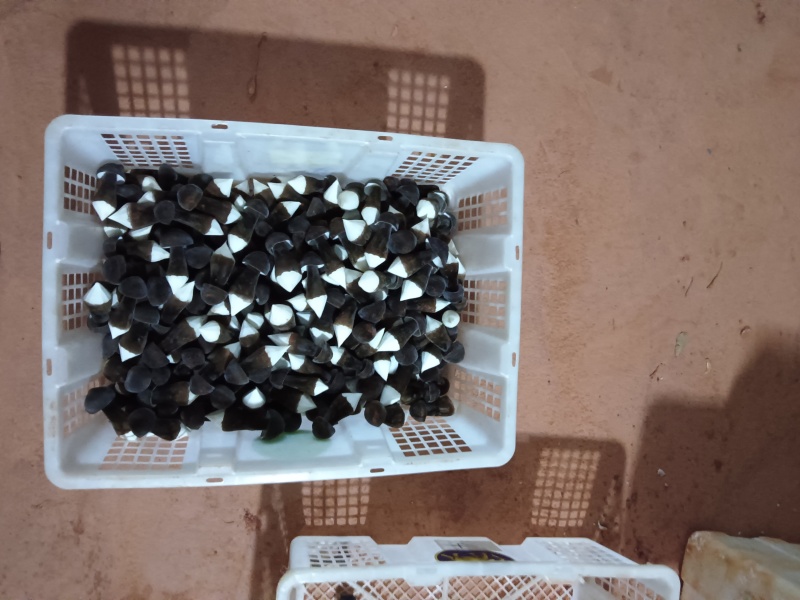 黑皮鸡纵菌品质保证煲汤做饭火锅食材精选价格电议进店问货