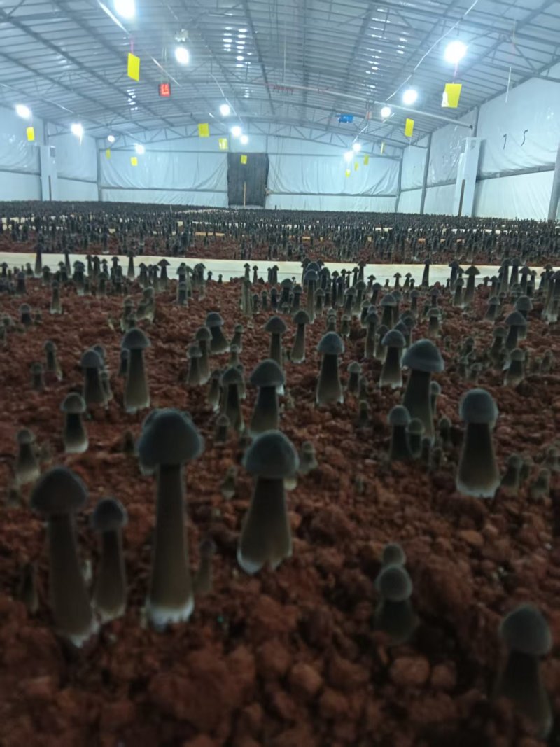 黑皮鸡纵菌品质保证煲汤做饭火锅食材精选价格电议进店问货