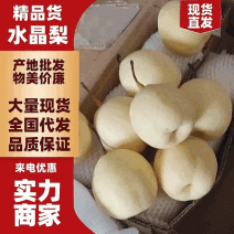 水晶梨赵县梨现货一手货源分拣打包,欢迎咨询考察