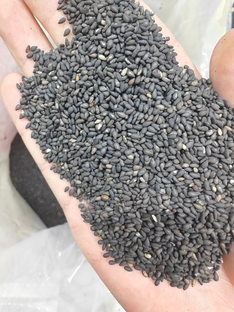 色选黑芝麻熟黑芝麻质量保证山东厂家直供全国发货