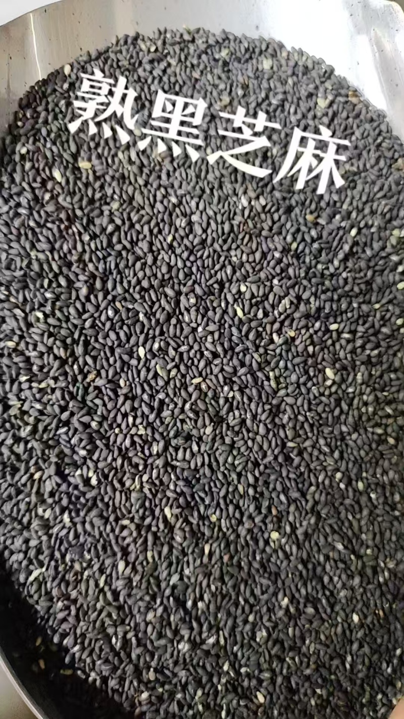 色选黑芝麻熟黑芝麻质量保证山东厂家直供全国发货