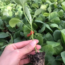 长茄苗茄子苗一手货源基地直发保证品质可视频看苗