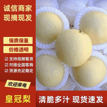 河北精品皇冠梨，一手货源，常年供应，品质保证，代发全国