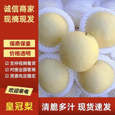 河北精品皇冠梨,一手货源,常年供应,品质保证,代发全国