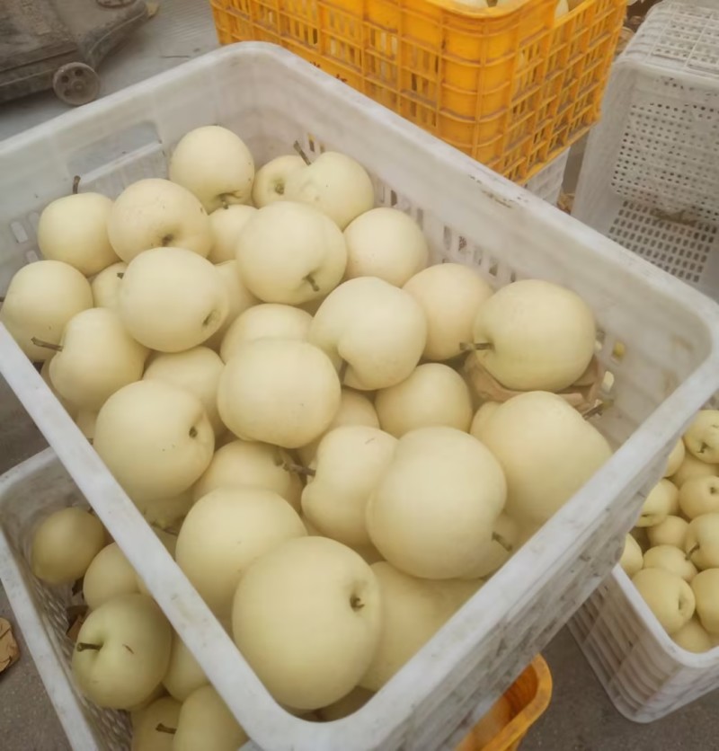 河北皇冠梨/大量有货，质量保障/诚信经营，可代发全国