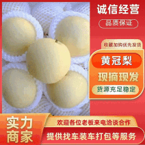 黄皮皇冠梨/河北赵县产地/大量上货/量大从优/欢迎来电