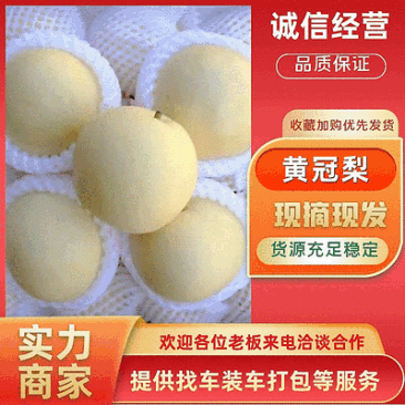 黄皮皇冠梨/河北赵县产地/大量上货/量大从优/欢迎来电