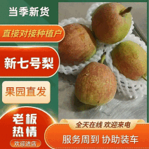 河北赵县新梨七号大量上市，市场电商团购合作诚信代发