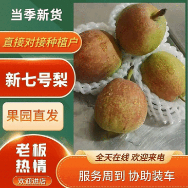河北赵县新梨七号大量上市,市场电商团购合作诚信代发