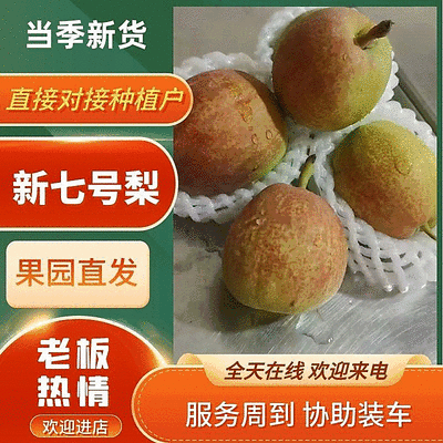 河北赵县新梨七号大量上市，市场电商团购合作诚信代发