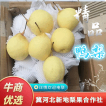 【精品鸭梨】膜袋鸭梨赵县梨新鲜上市基地直供口感好