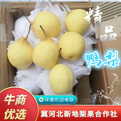 【精品鸭梨】膜袋鸭梨赵县梨新鲜上市基地直供口感好
