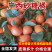 广西桂林【砂糖橘】货源充足！欢迎老板过来过来看货定价！