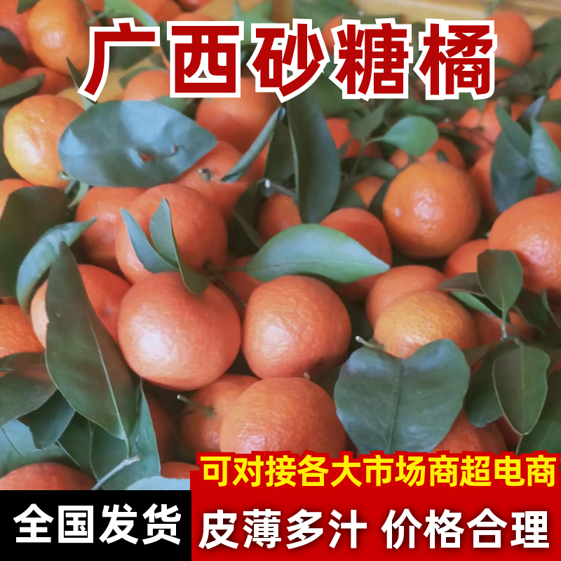广西桂林【砂糖橘】货源充足！欢迎老板过来过来看货定价！