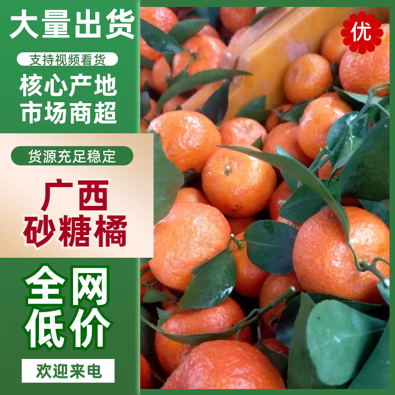 广西桂林【砂糖橘】货源充足！欢迎老板过来过来看货定价！