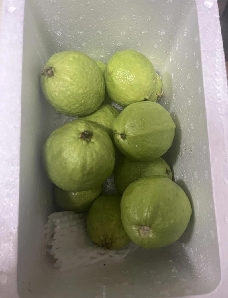 精品番石榴红心白心芭乐基地一手货源全国发货可视频