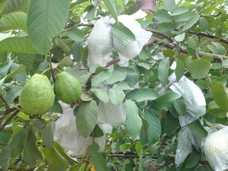 精品番石榴红心白心芭乐基地一手货源全国发货可视频