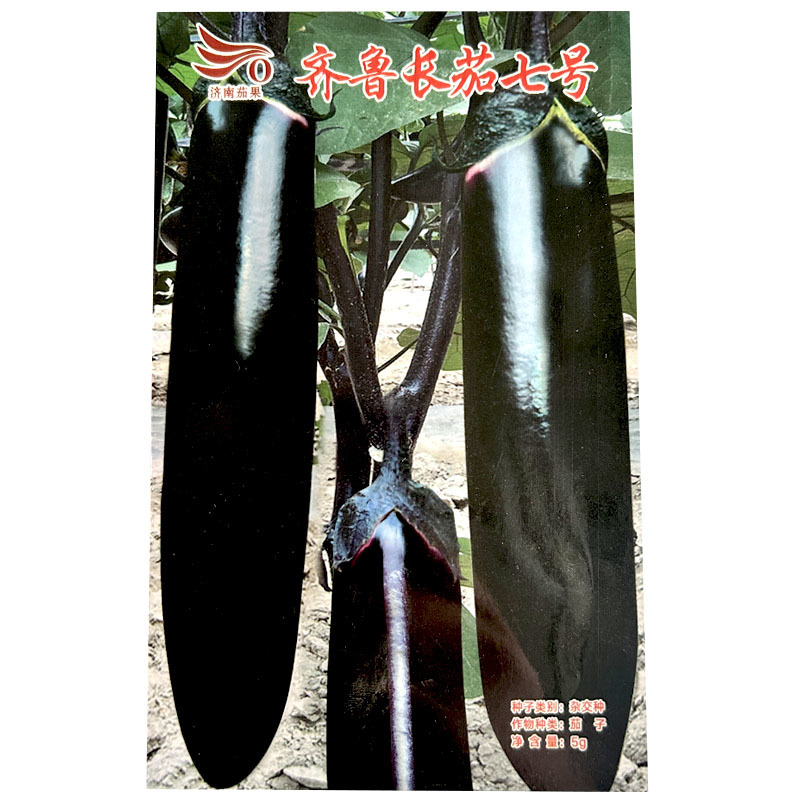 济南茄果齐鲁长茄七号露地长茄种子黑亮长棒茄子绿肉