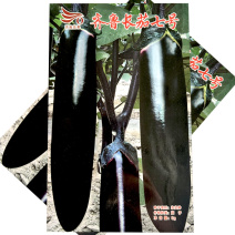 济南茄果齐鲁长茄七号露地长茄种子黑亮长棒茄子绿肉