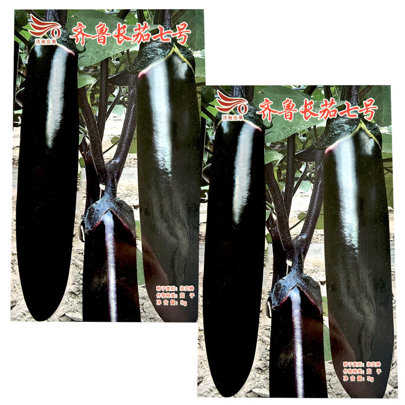 济南茄果齐鲁长茄七号露地长茄种子黑亮长棒茄子绿肉
