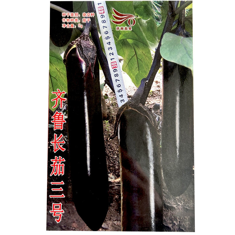 济南茄果齐鲁长茄三号露地茄子种子紫黑长棒淡绿肉长茄