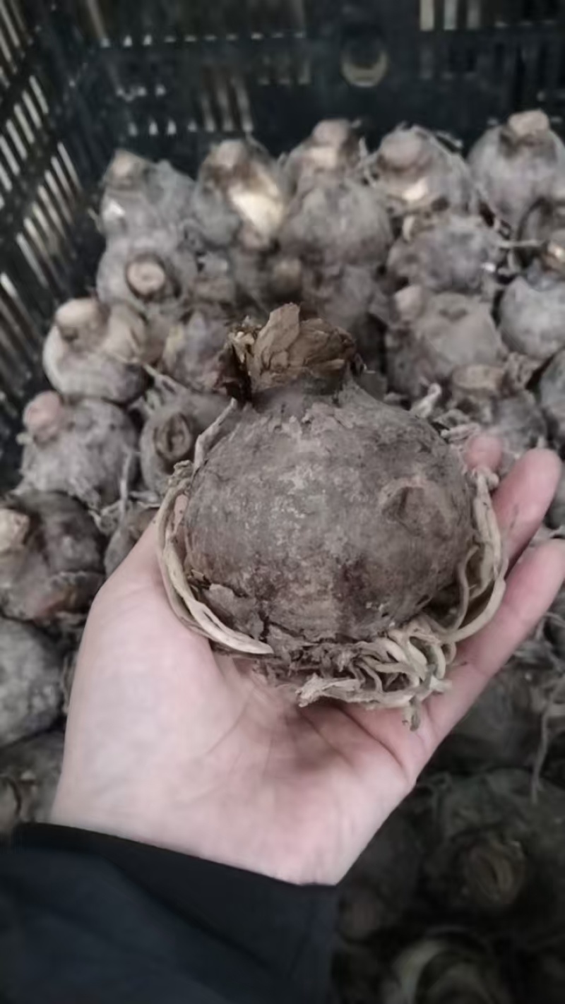 朱顶红安瑞雅多年生球根花卉庭院阳台种植