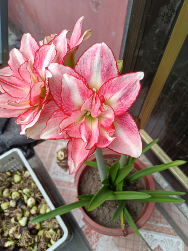 朱顶红安瑞雅多年生球根花卉庭院阳台种植