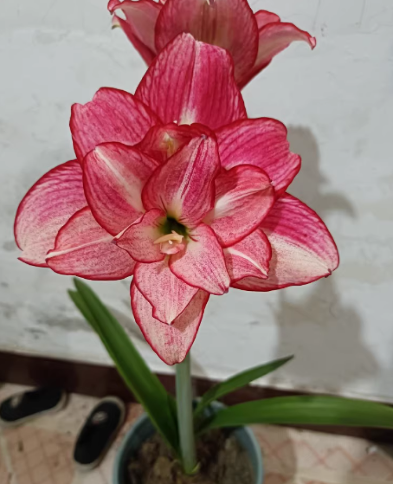 朱顶红安瑞雅多年生球根花卉庭院阳台种植