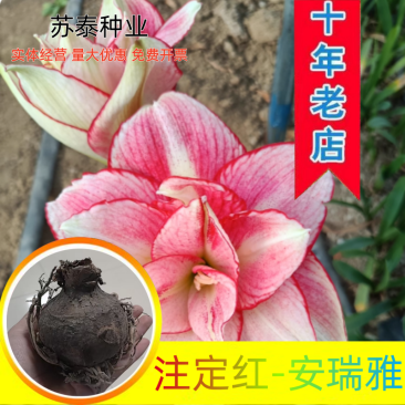 朱顶红安瑞雅多年生球根花卉庭院阳台种植