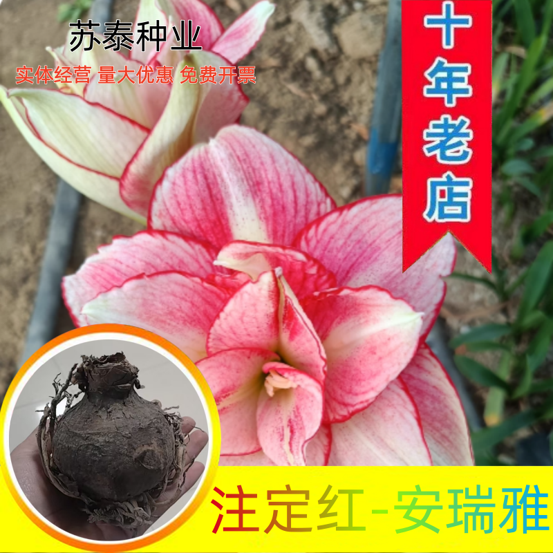 朱顶红安瑞雅多年生球根花卉庭院阳台种植