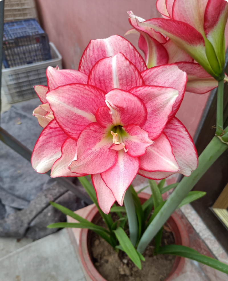 朱顶红安瑞雅多年生球根花卉庭院阳台种植