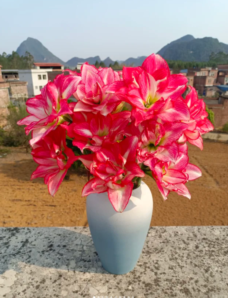 朱顶红安瑞雅多年生球根花卉庭院阳台种植